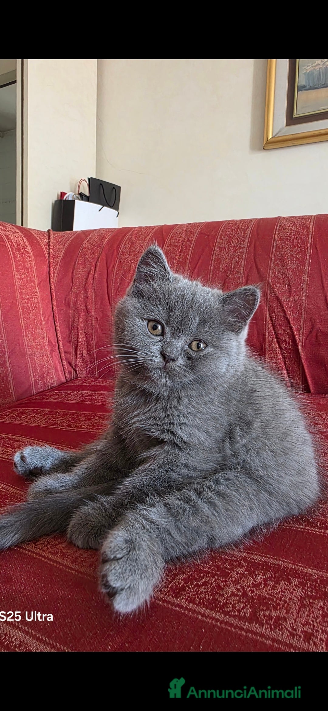 British gatti in vendita: British a Provincia di Biella - Immagine 3