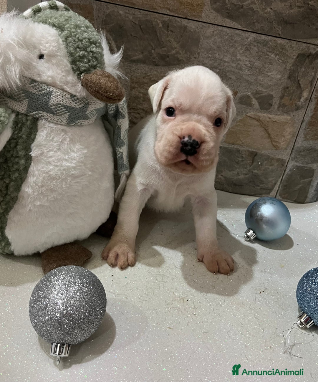 Boxer cani in vendita: Boxer - Annuncio 2