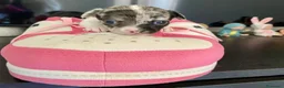 Chihuahua cani in vendita: Chihuahua cuccioli - Annuncio 5