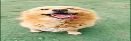 Golden Retriever cani in regalo: Birillo cagnone straordinario - Annuncio 4