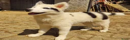 Yakutian Laika cani in vendita: Cuccioli di Yakutian Laika - Annuncio 9