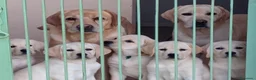 Labrador cani in vendita: Cucciole Labrador miele a Provincia di Ancona - Annuncio 2