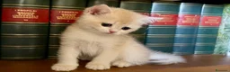 British gatti in vendita: British shorthair blue golden ay12 - Annuncio 6