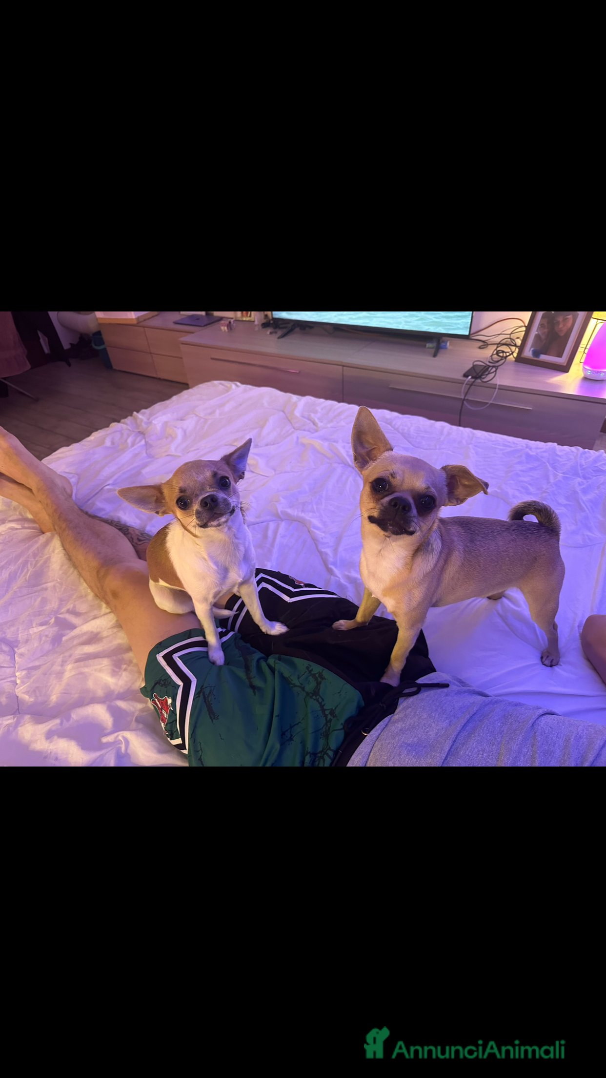 Chihuahua cani Extra chihuahua  - Annuncio 2