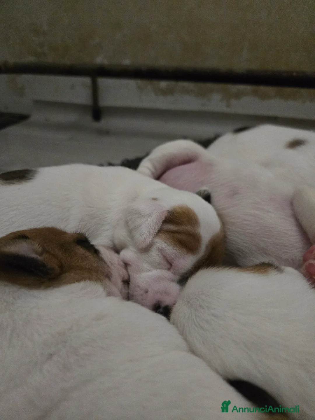 Jack Russell cani in vendita: Cuccioli Jack russell terrier - Annuncio 10