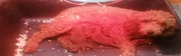 Barboncino cani in vendita: Barboncini nani red cuccioli - Annuncio 20