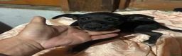 Meticcio cani in regalo: BRICIOLA E BRISCOLA taglia piccola adozione - Annuncio 5