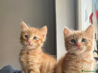 Meticcio gatti GATTINI ROSSI - Annuncio 33