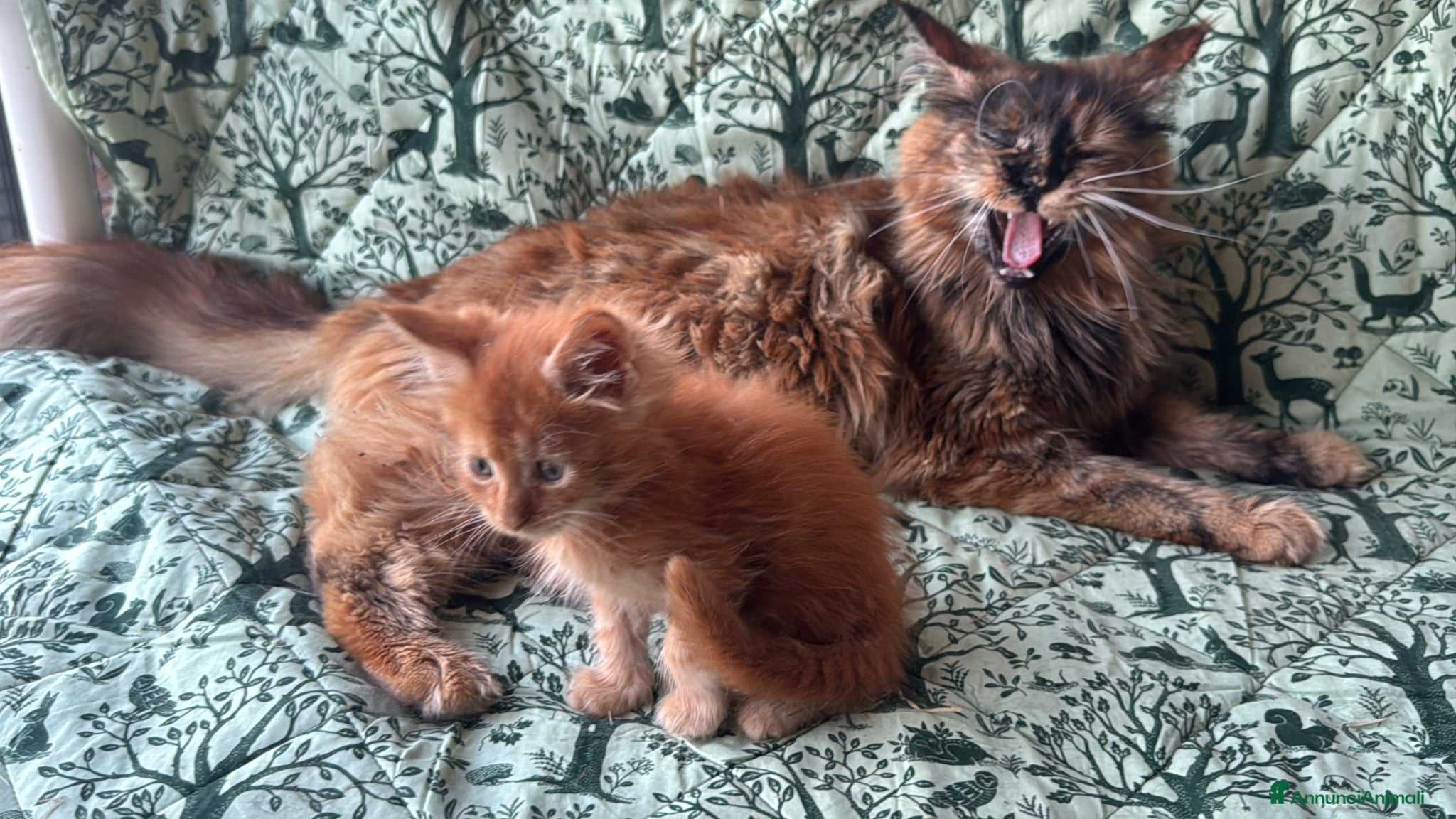 Maine Coon gatti in vendita: Cuccioli di maine coon rossi  - Annuncio 14