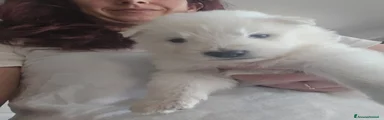 Pastore Svizzero Cucciolo 2