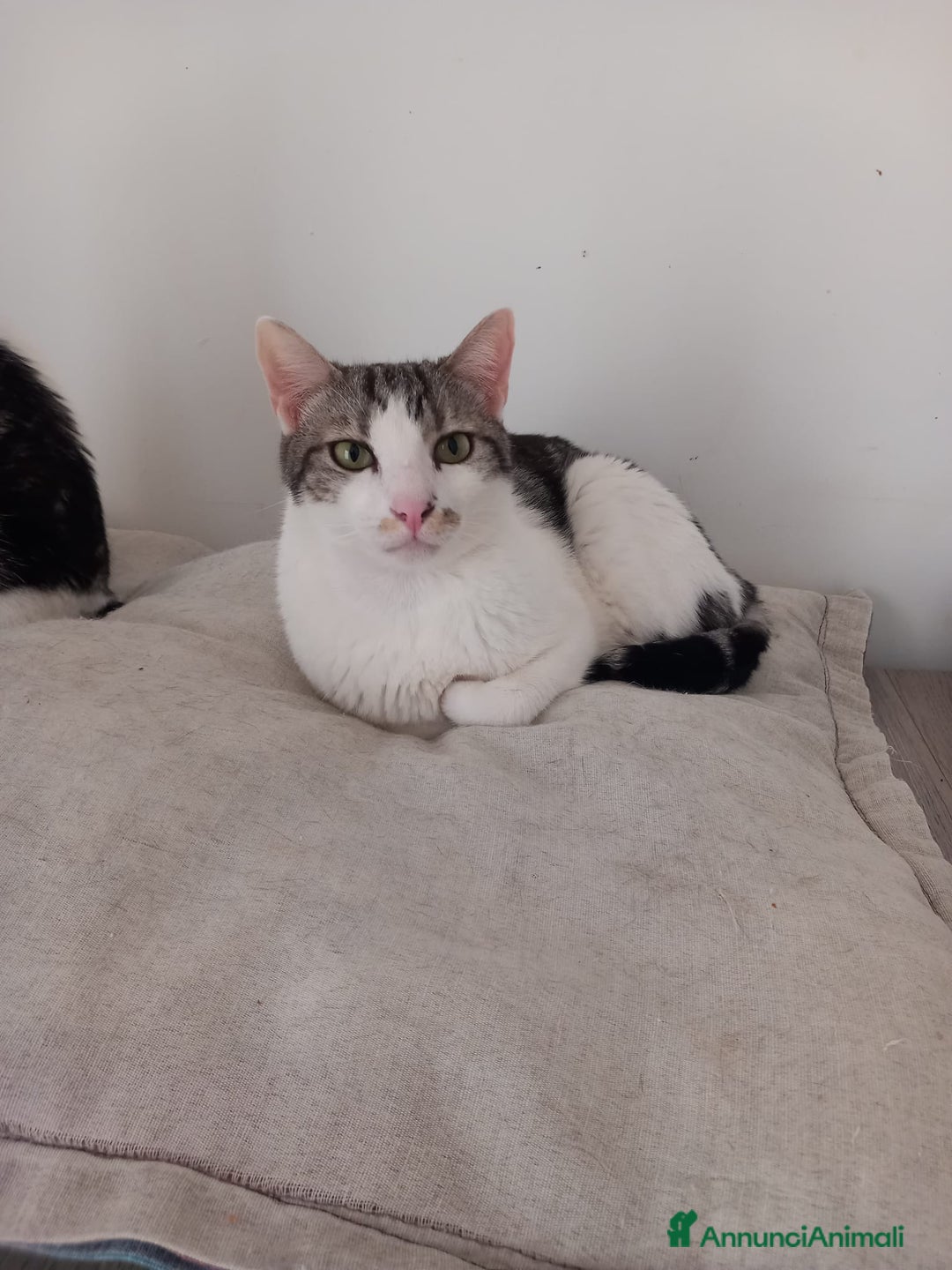 Europeo gatti in regalo: MIELE, affettuoso micio in adozione! - Annuncio 3