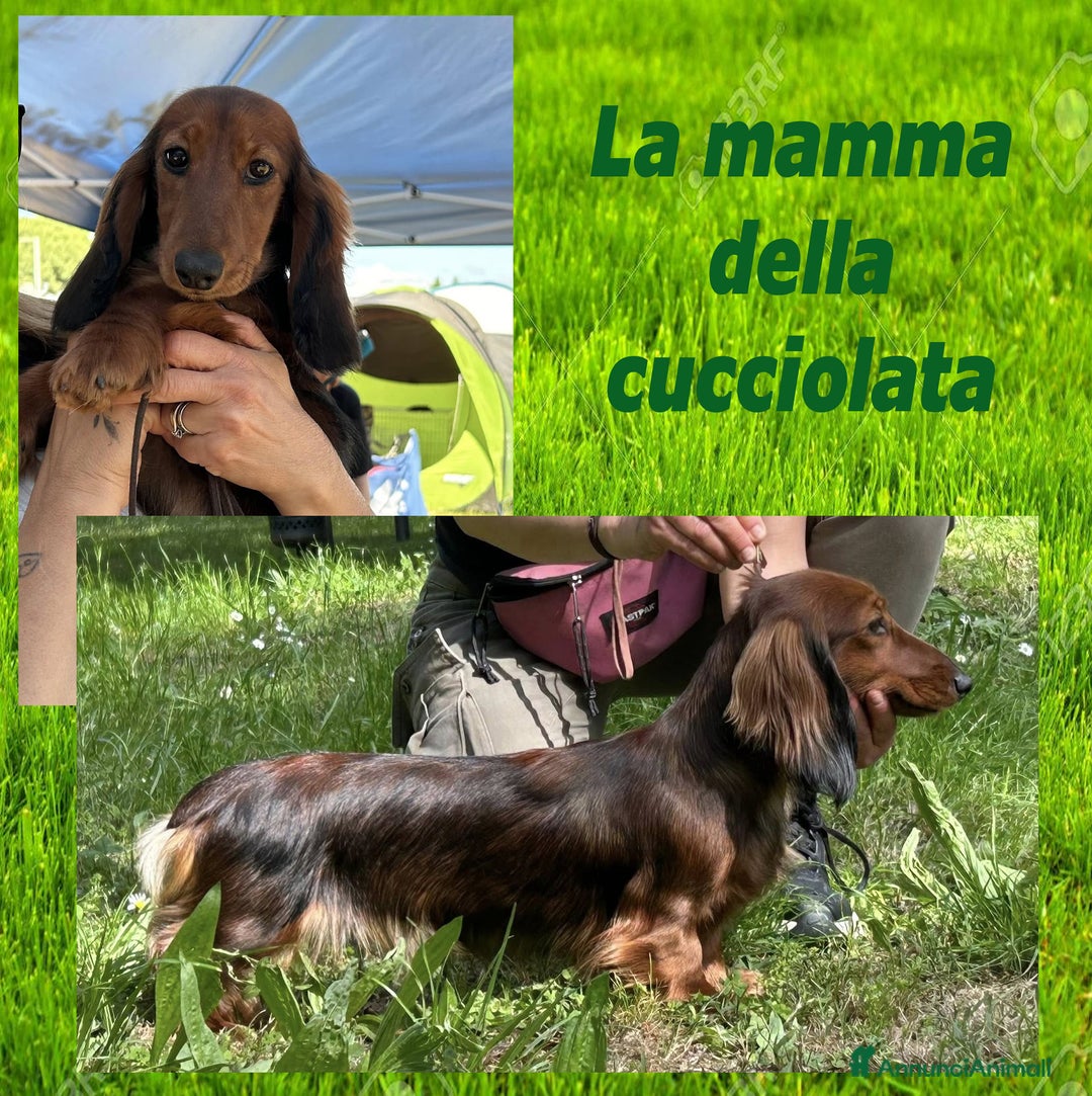 Bassotto cani in vendita: Cuccioli Nani/Kaninchen bassotto a pelo lungo - Annuncio 3