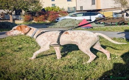 Setter Inglese cani in regalo: Cucciolone incrocio Setter Inglese Breton a Metropolitan City of Rome Capital - Immagine 2