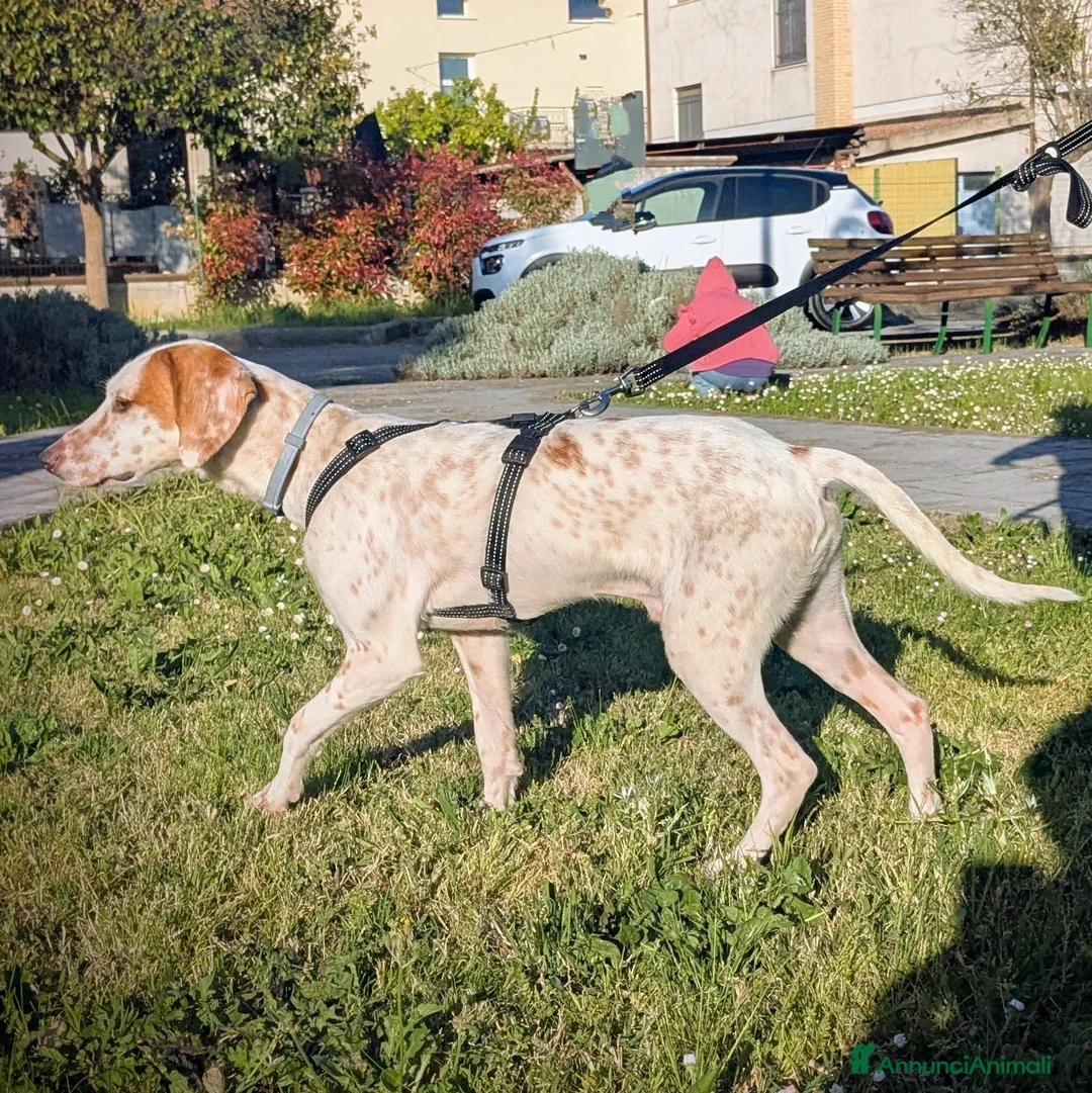 Setter Inglese cani in regalo: Cucciolone incrocio Setter Inglese Breton a Metropolitan City of Rome Capital - Annuncio 2