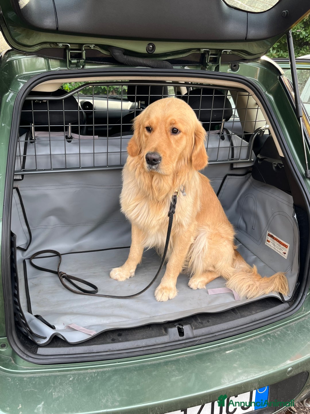 Golden Retriever cani per accoppiamento: Cercasi Golden Femmina per accoppiamento  - Annuncio 6