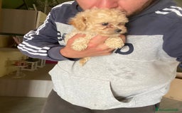 Maltese cani in vendita: Maltipoo a Provincia di Latina - Immagine 7