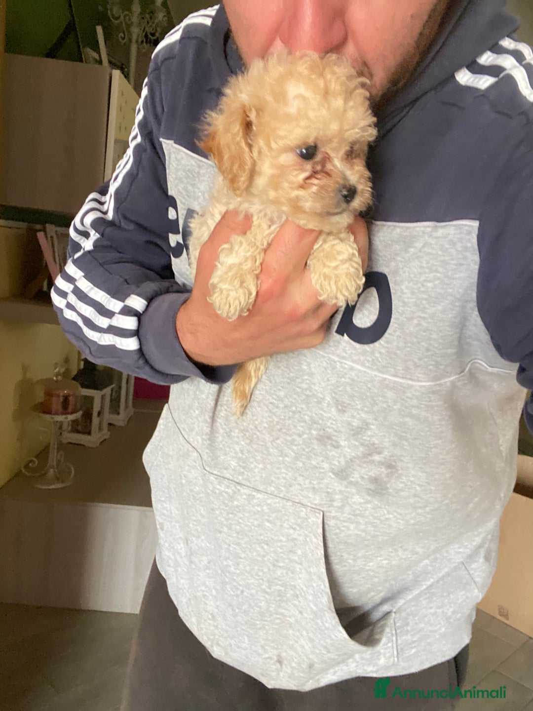 Maltese cani in vendita: Maltipoo a Provincia di Latina - Immagine 7