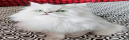 Persiano gatti in vendita: Persiani Chinchillà  - Annuncio 2