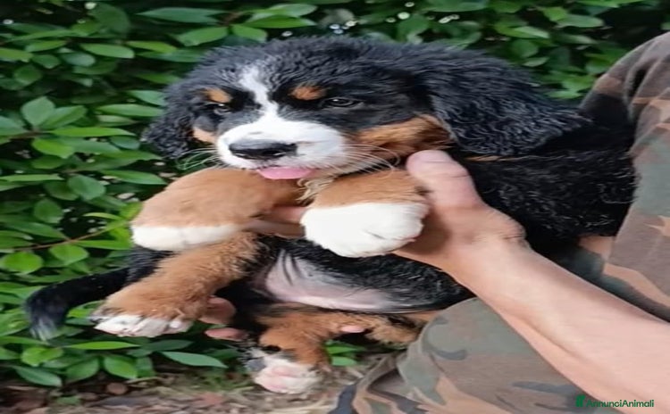 Bovaro del Bernese cani a Provincia di Perugia - Annuncio 2