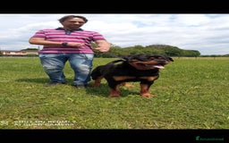 Rottweiler cani per accoppiamento: Rottweiler per monta - Annuncio 2