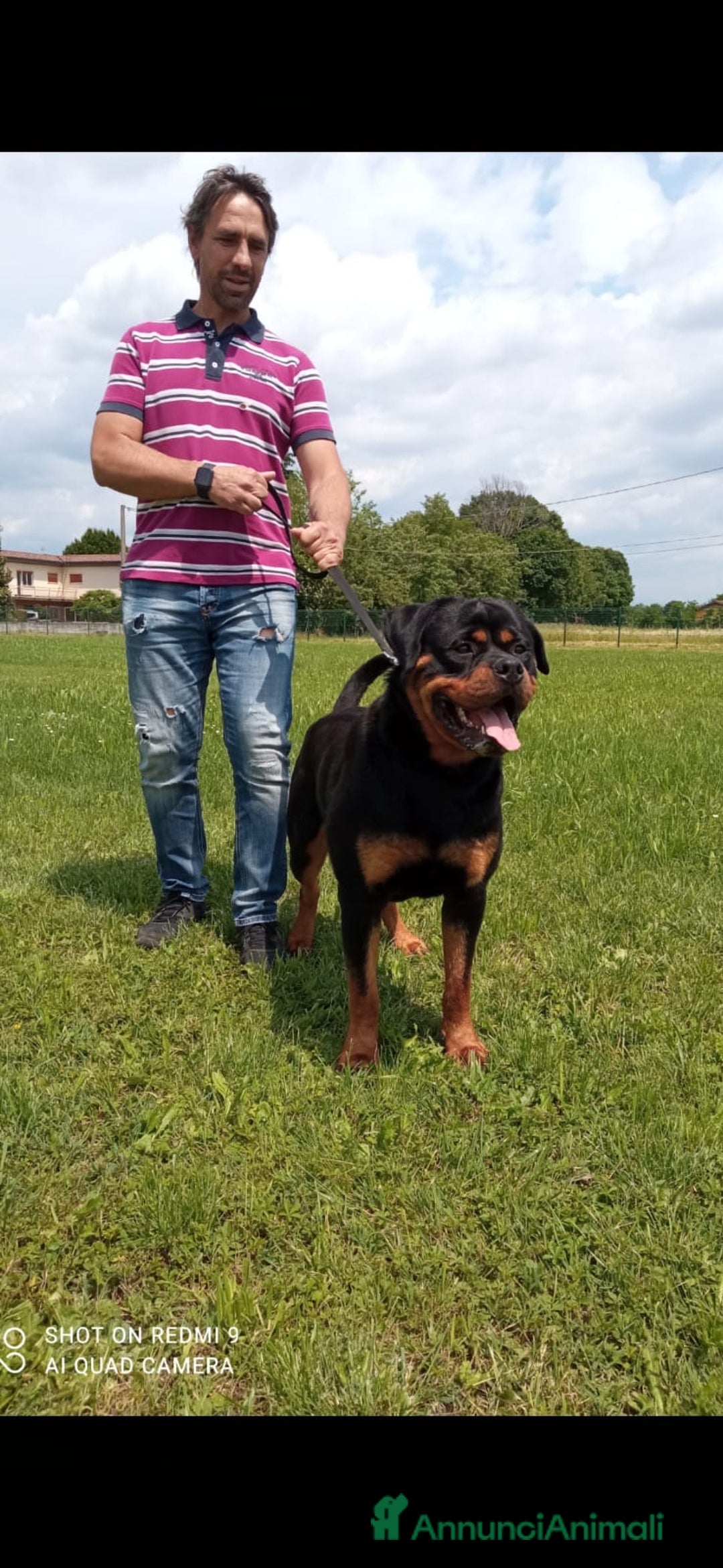Rottweiler cani per accoppiamento: Rottweiler per monta - Annuncio 2