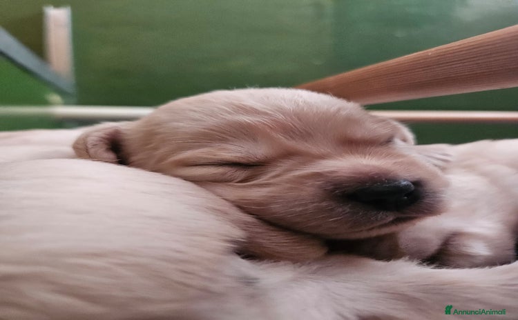 Labrador cani a Provincia di Forlì-Cesena - Annuncio 1