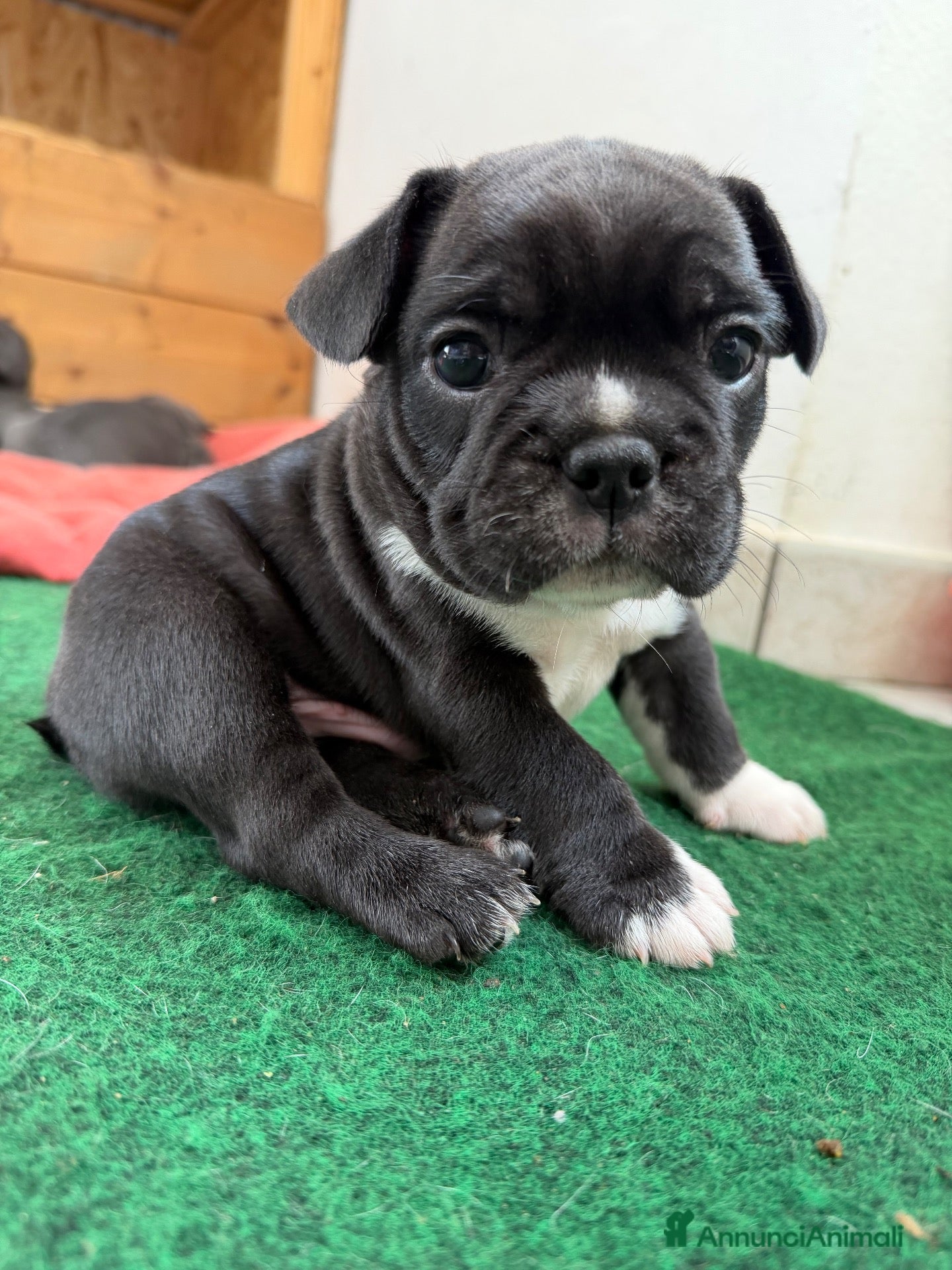 Bulldog Francese cani Cucciolo di Bulldo francese  - Annuncio 3