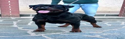 Rottweiler cani in vendita: Cuccioli Rottweiler - Annuncio 3