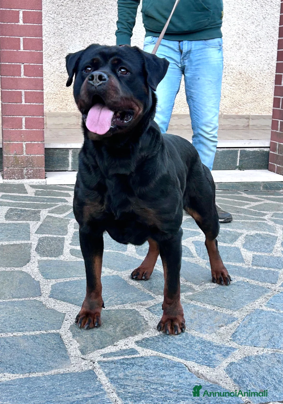 Rottweiler cani in vendita: Cuccioli Rottweiler - Annuncio 3