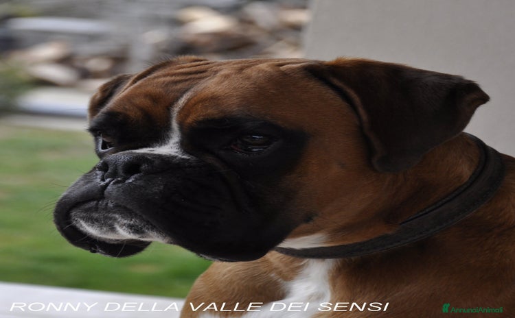 Boxer cani a Province of Treviso - Annuncio 1