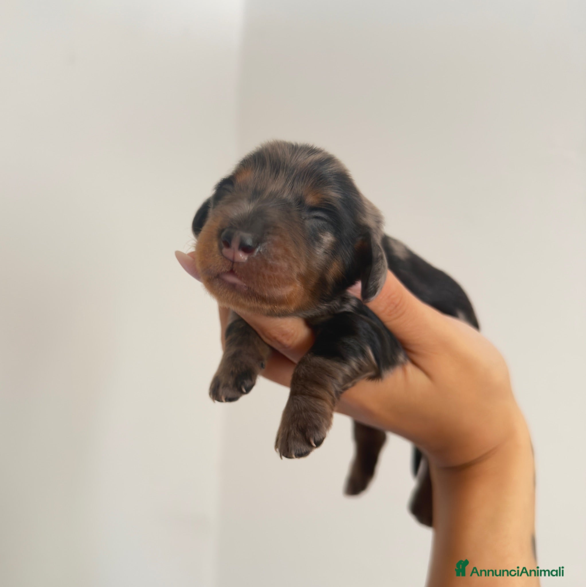 Bassotto cani Bassotti a pelo lungo  - Annuncio 2