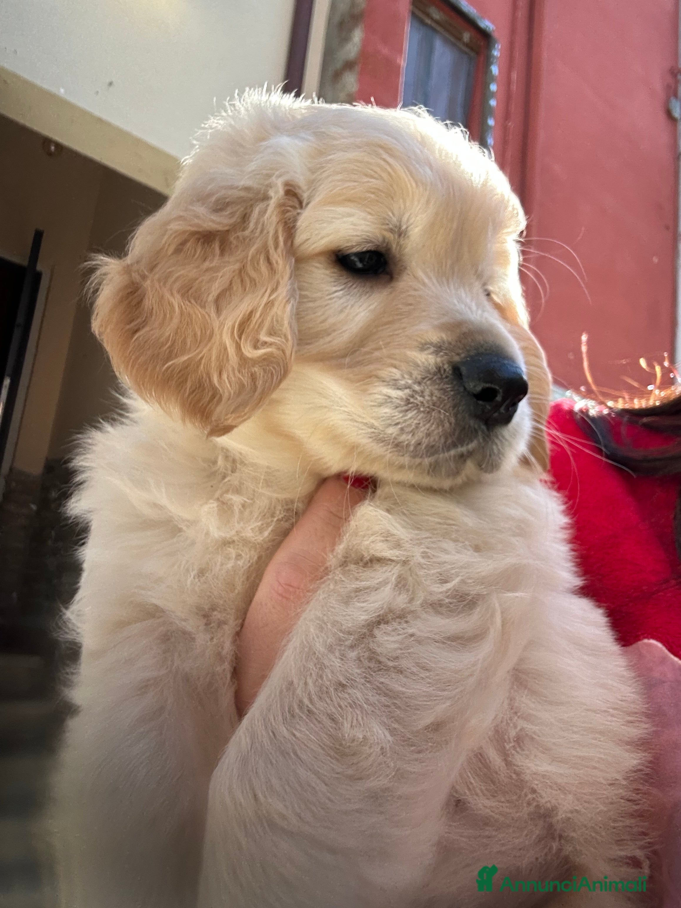 Golden Retriever cani Golden Retrivers  - Annuncio 2