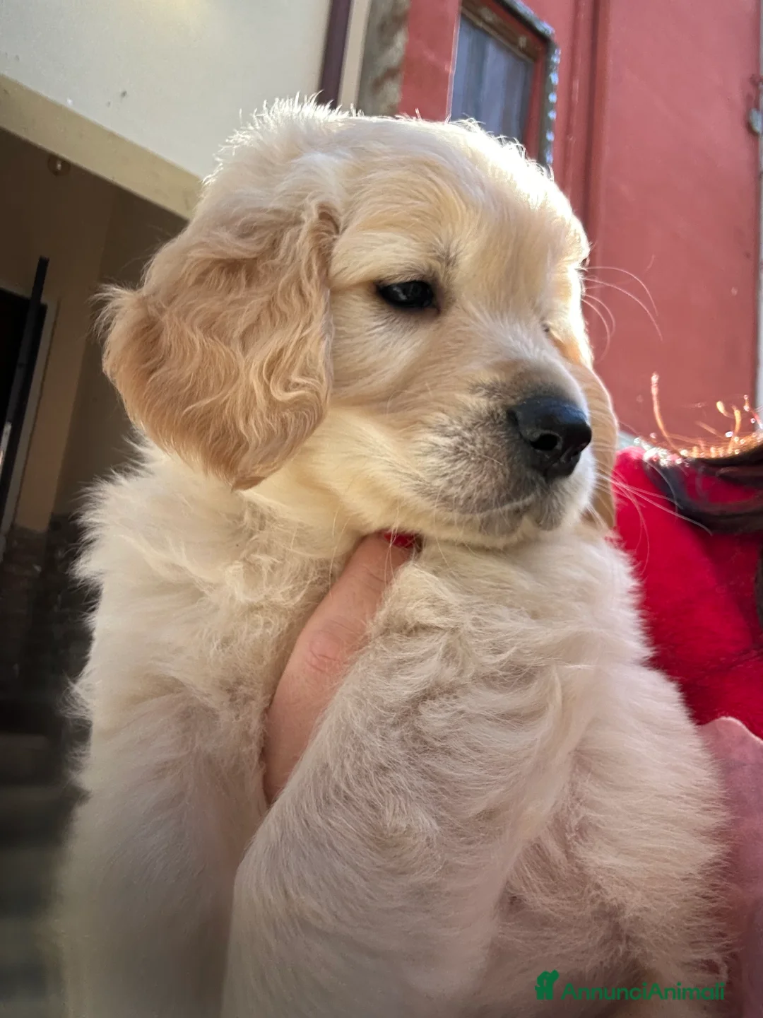 Golden Retriever cani in vendita: Golden Retrivers  a Provincia di Verona - Annuncio 2