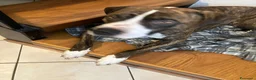 Meticcio cani in regalo: Chicco a Provincia di Monza e della Brianza - Annuncio 2