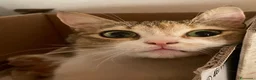 Europeo gatti in regalo: Gattina europea in regalo - Annuncio 3