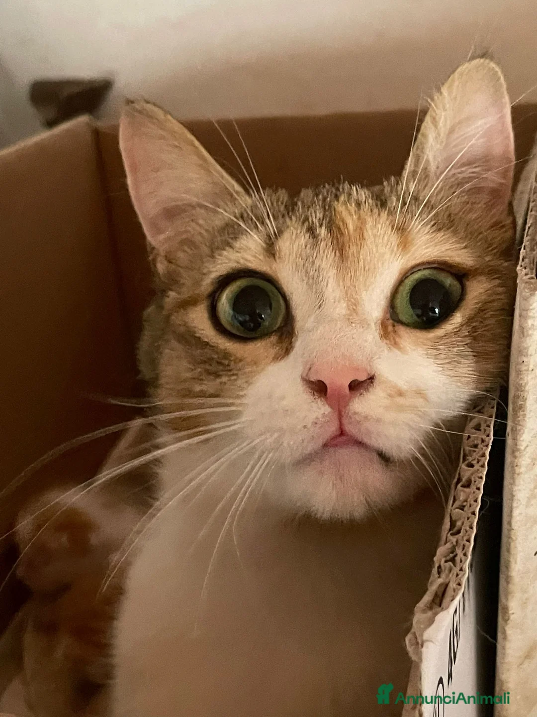 Europeo gatti in regalo: Gattina europea in regalo - Annuncio 3