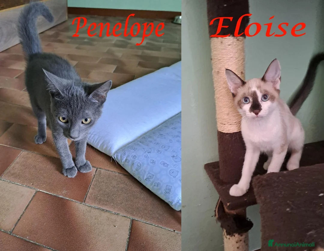 Europeo gatti in regalo: ELEOISE e PENELOPE, adorabili gattine in adozione! - Annuncio 1