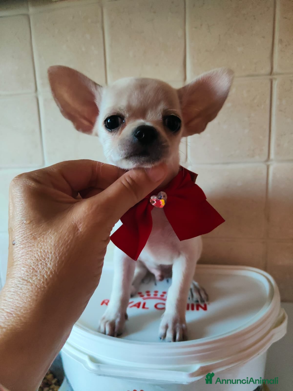 Chihuahua cani Amore a prima vista - Annuncio 1