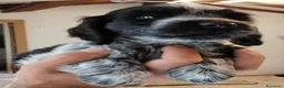 Cocker cani in vendita: Cuccioli Cocker spaniel inglese Blu roano  - Annuncio 12