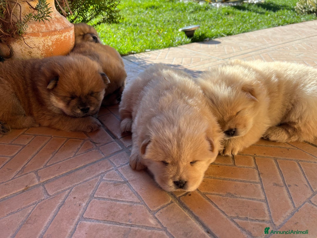 Chow Chow cani in vendita: Cuccioli di Chow Chow  - Annuncio 2