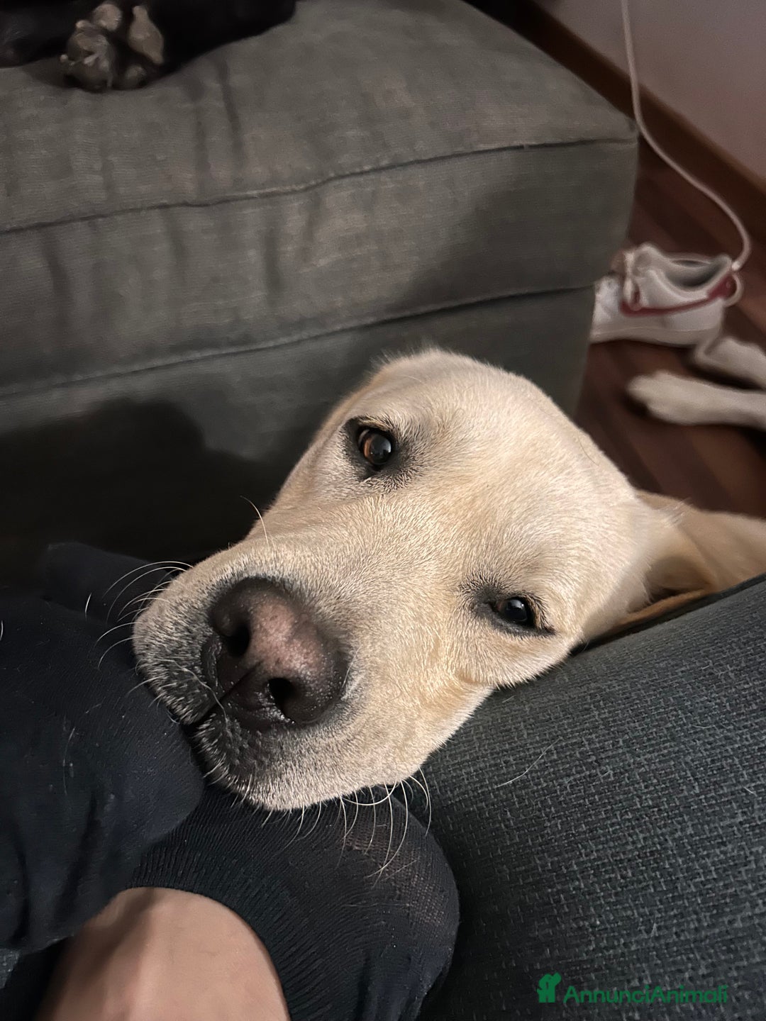 Labrador cani per accoppiamento: Labrador Maschio per monta - Annuncio 4