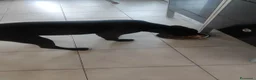 Pitbull cani per accoppiamento: Pitbull da monta  - Annuncio 2