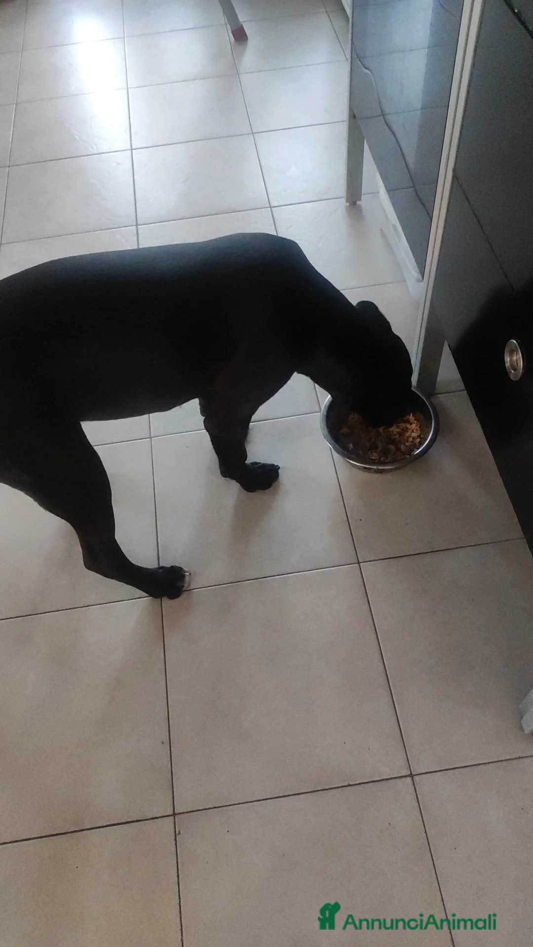Pitbull cani per accoppiamento: Pitbull da monta  - Annuncio 2