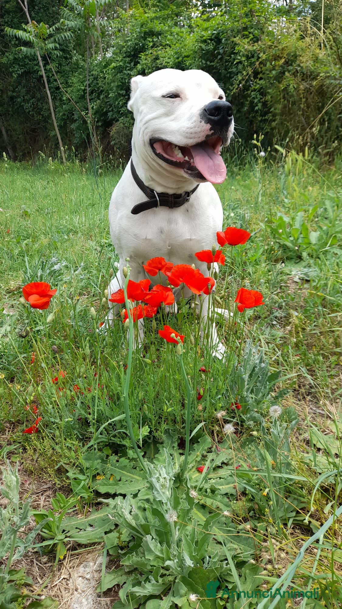 Pitbull cani Frank, Pitbull Maschio  a Provincia di Viterbo - Annuncio 1