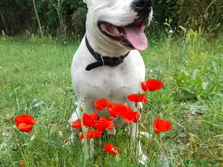 Pitbull cani Frank, Pitbull Maschio a Provincia di Viterbo - Annuncio 1