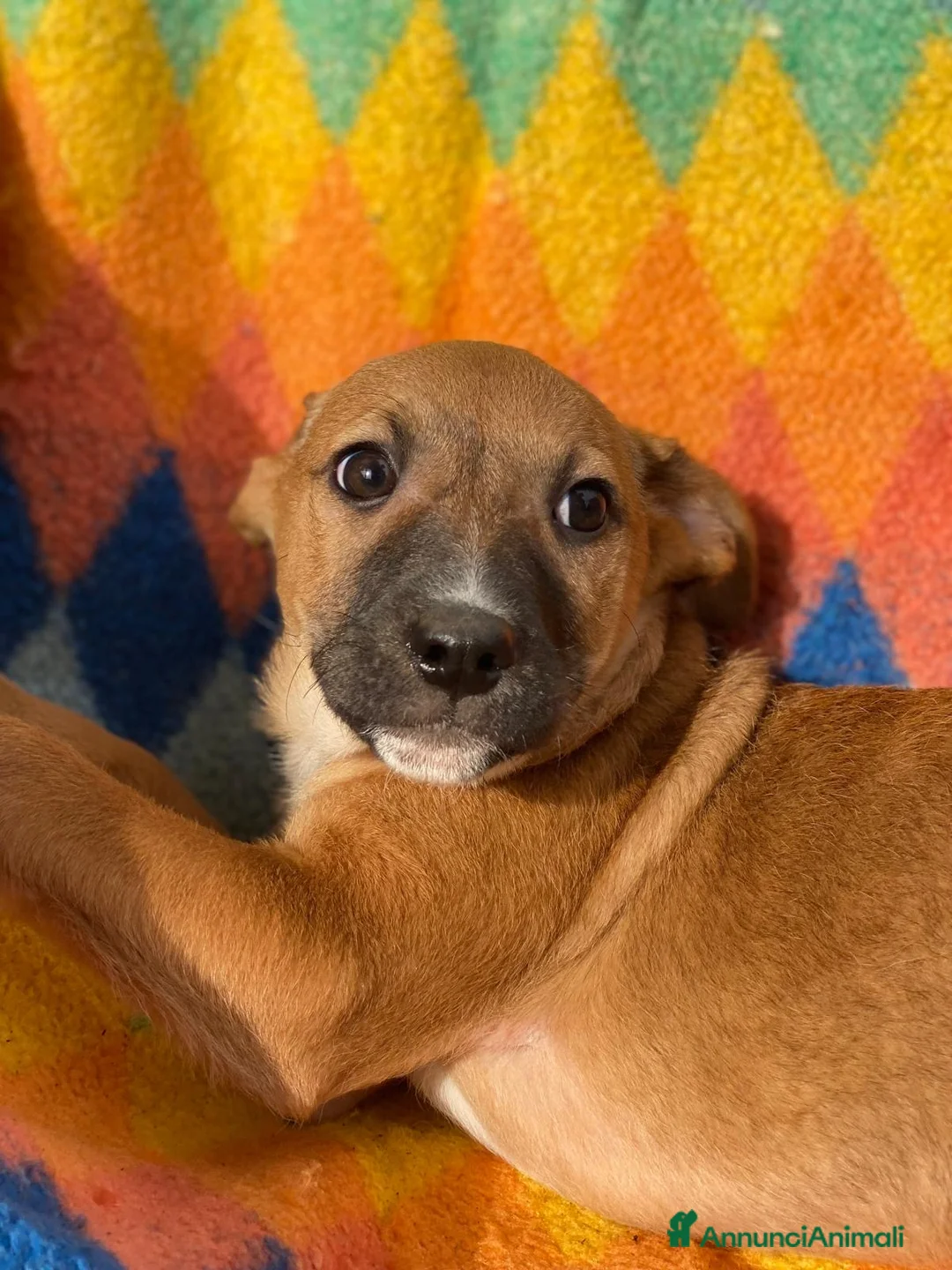 Meticcio cani in regalo: FRECCIA 🩷 -cucciola futura taglia medio/piccola😍 - Annuncio 3