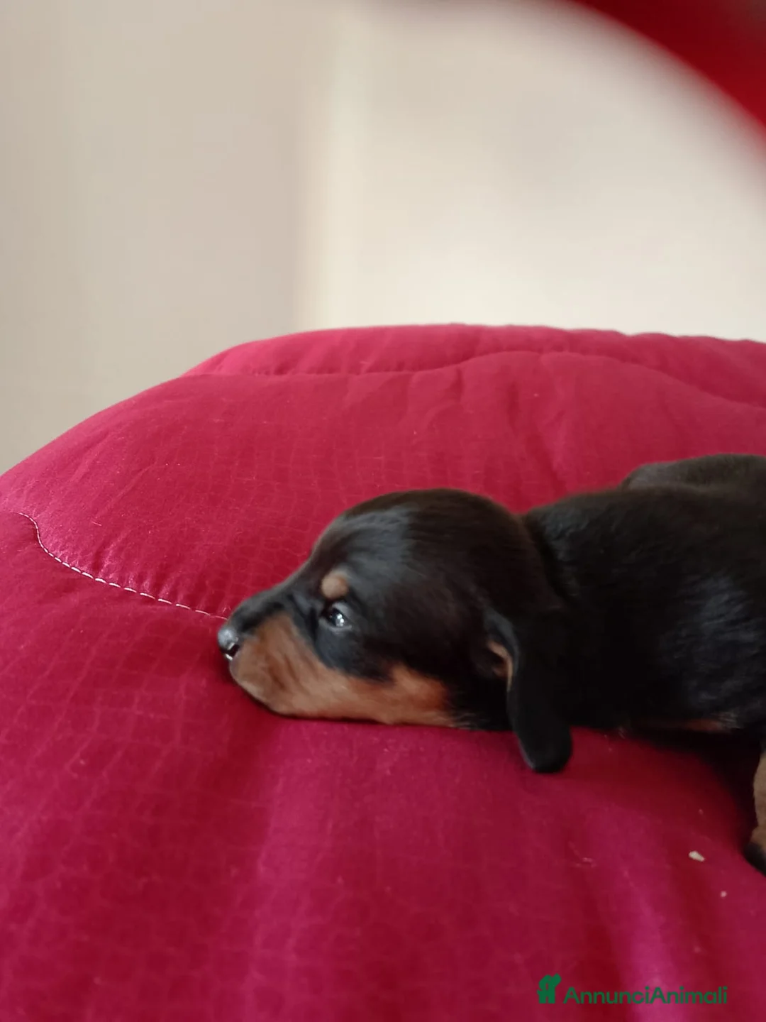 Bassotto cani in vendita: Bassotti puri  - Annuncio 8