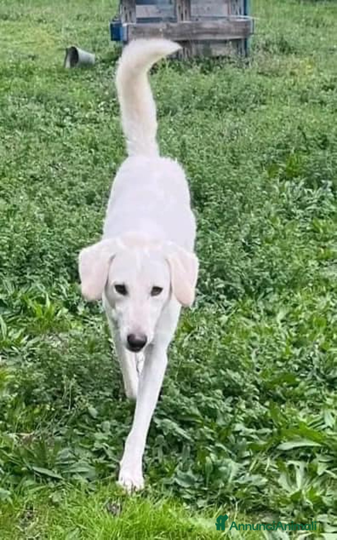 Meticcio cani in regalo: LERRY determinato tg mediogrande - Annuncio 6