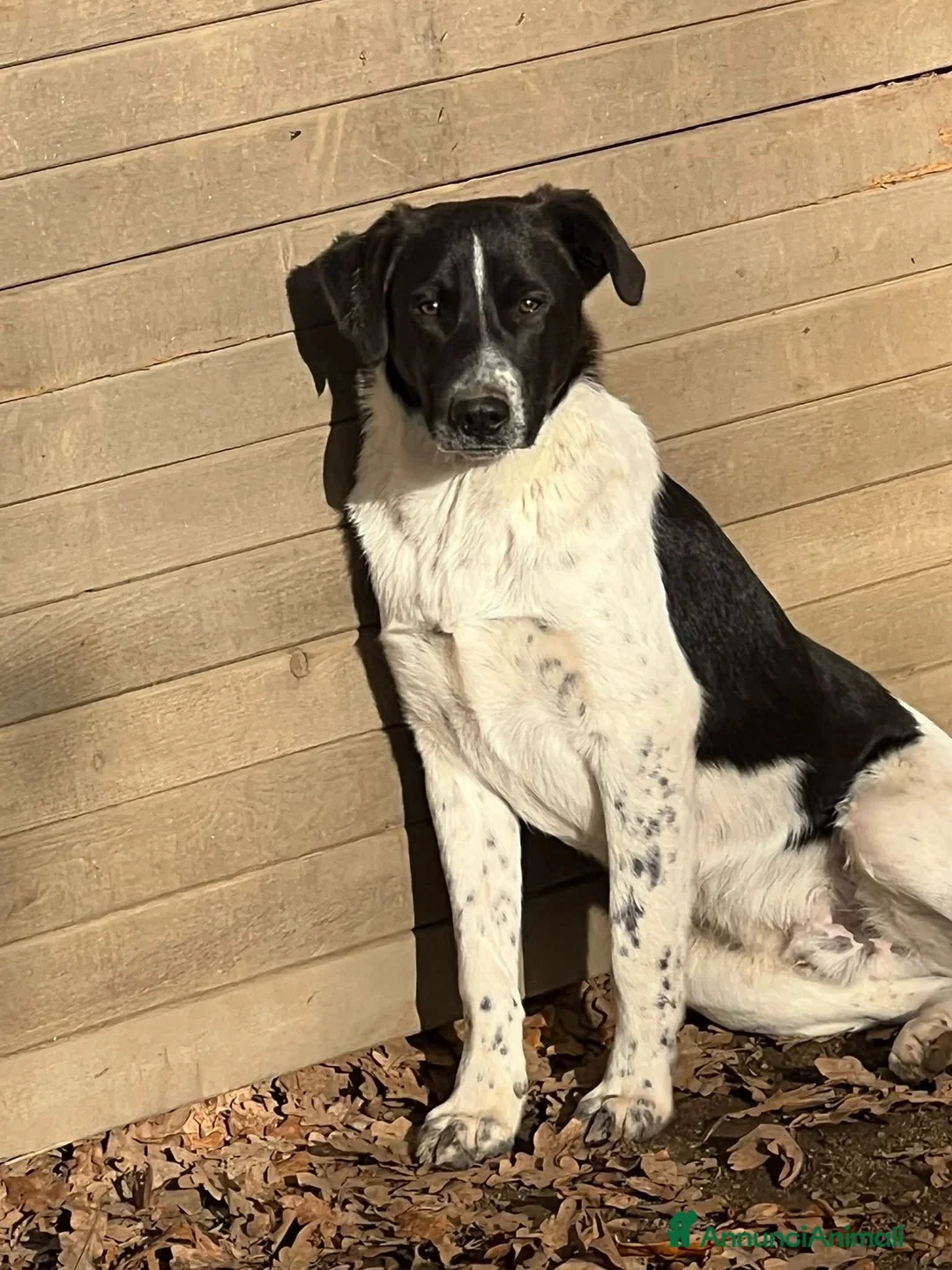 Meticcio cani in regalo: ADOZ.DEL💔:dopo 5mesi,rinunciano a loro,cosi belli - Annuncio 1
