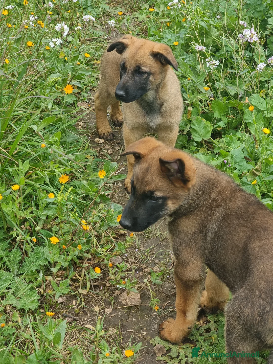 Pastore Belga cani in vendita: Allevamento Pastore Belga Malinois Potenza Matera a Provincia di Potenza - Annuncio 4